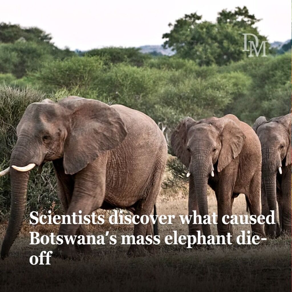 Scientists discover what caused Botswana&rsquo;s mass elephant die-off