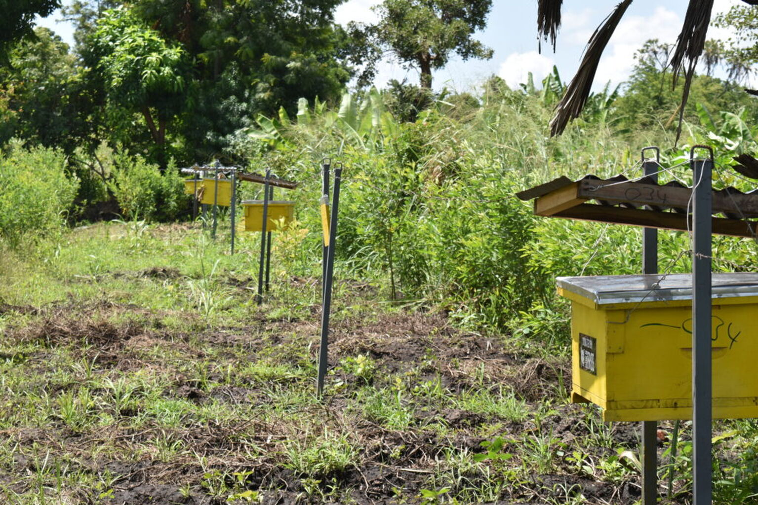 How bees can save elephants 🐝