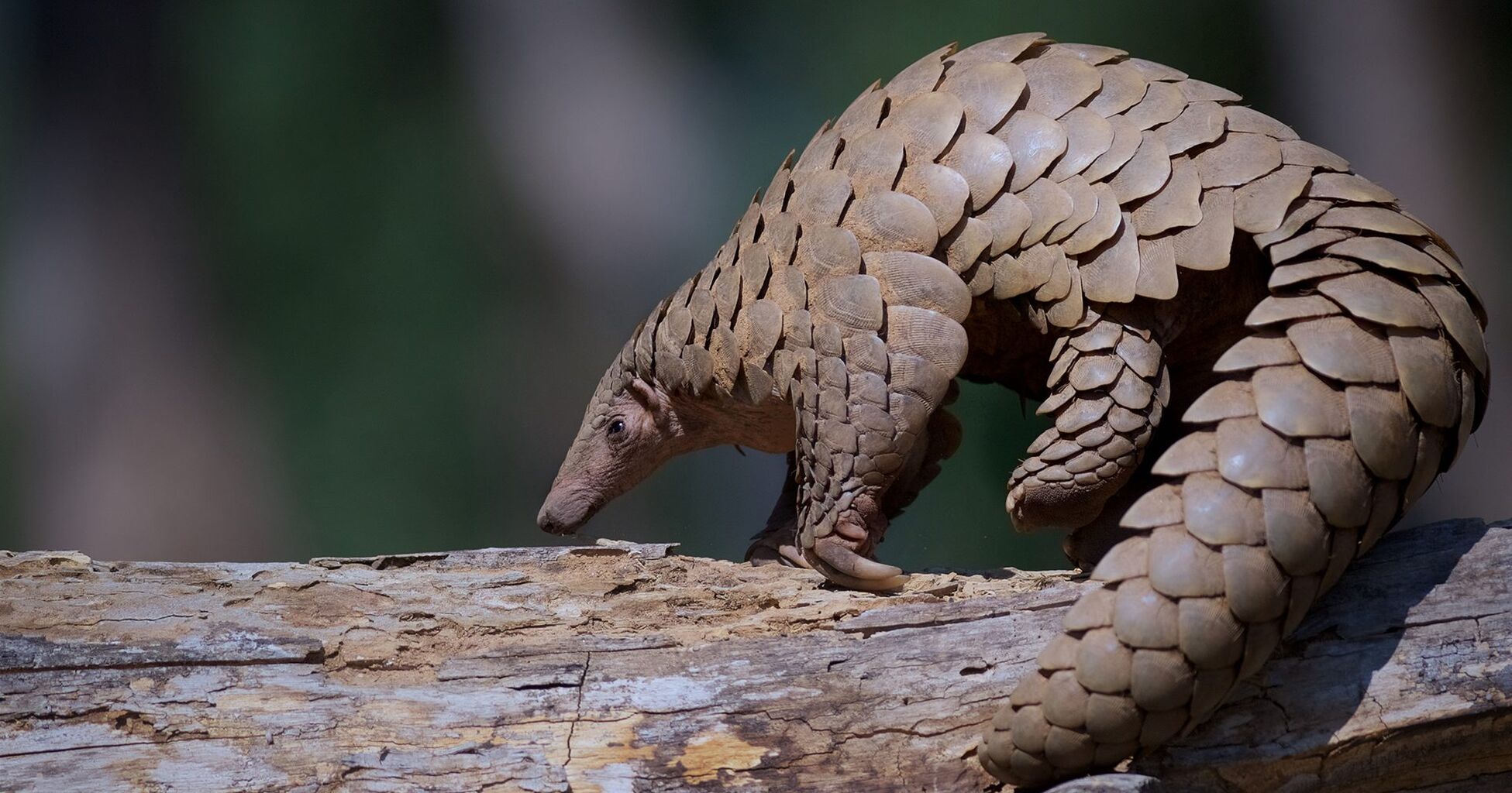 Adopt a Pangolin