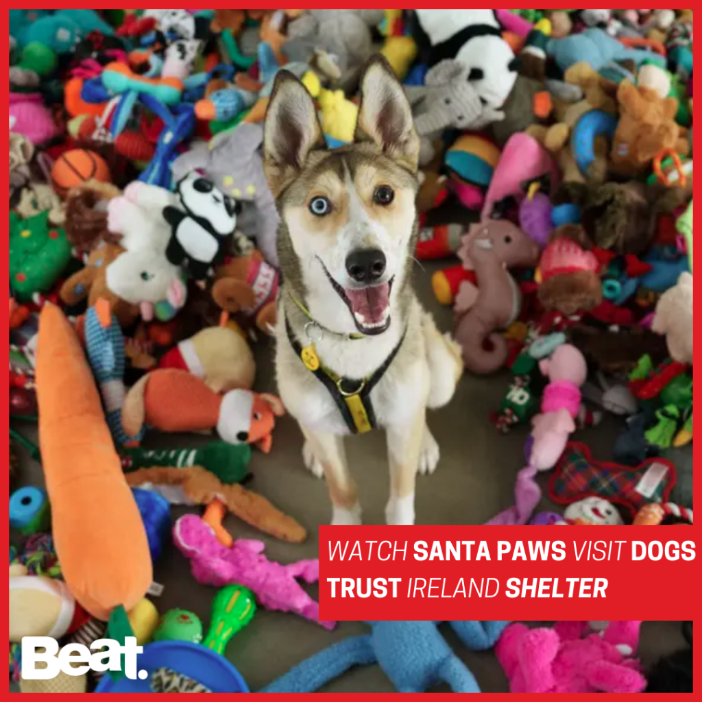 Watch Santa Paws visit Dogs Trust Ireland shelter