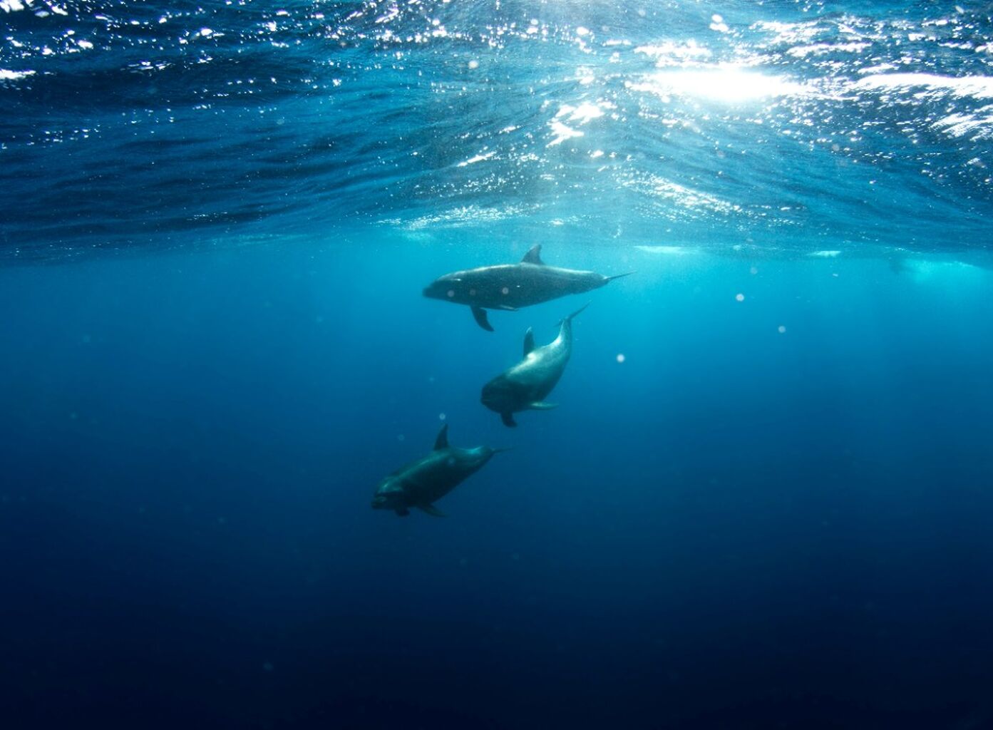 eDNA sampling of UNESCO marine sties