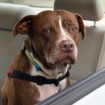 outlaw leaving dogs in hot cars
