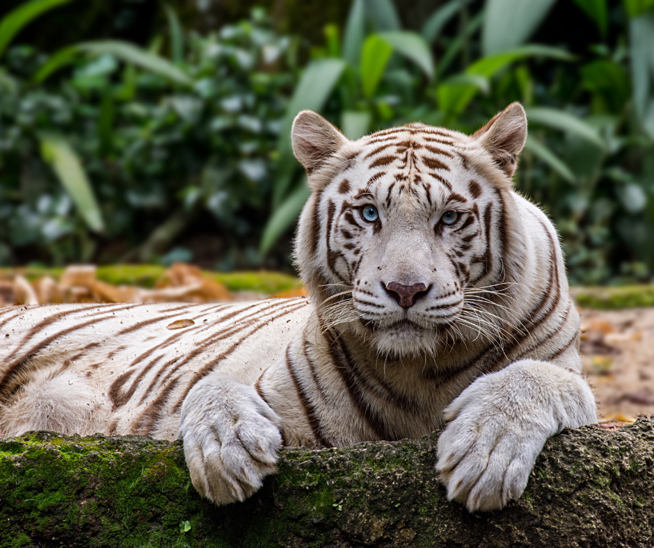 Singapore Zoo Ticket