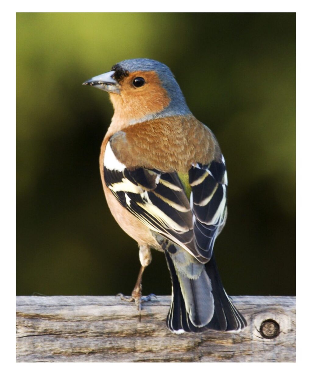 El pajarito pinz&oacute;n, el mensajero zaragozano de los Reyes Magos