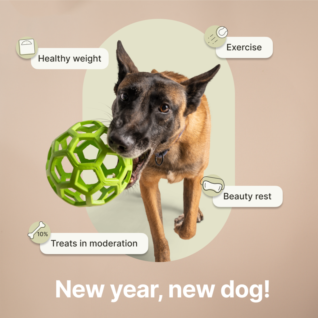 New year, new dog