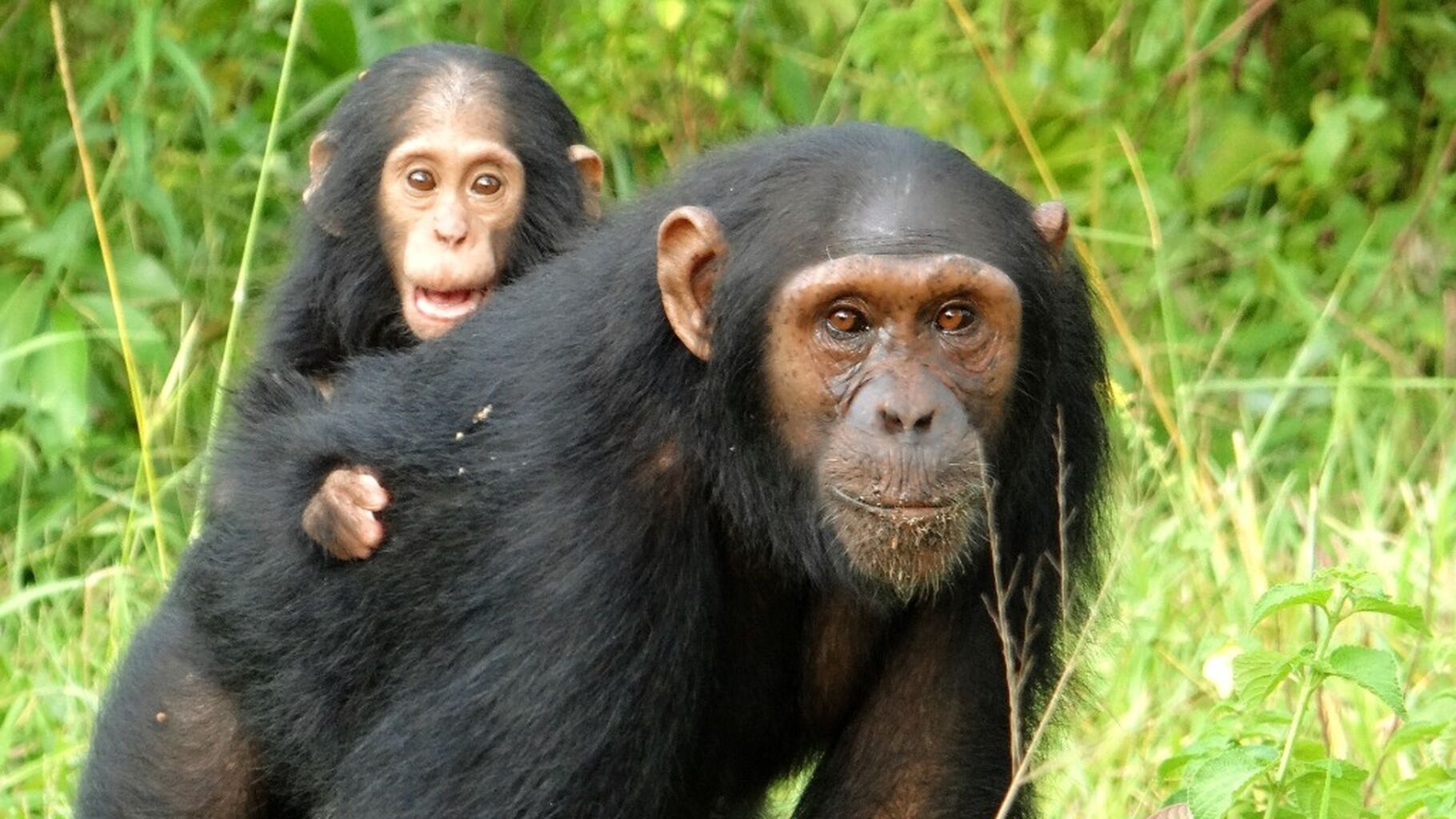 'Kidnapped' baby chimp in Uganda