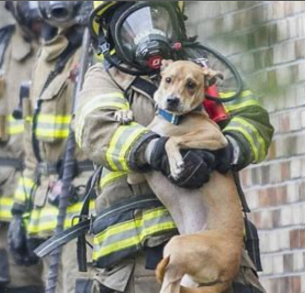 Animal Sheltering Resources - LA Fires