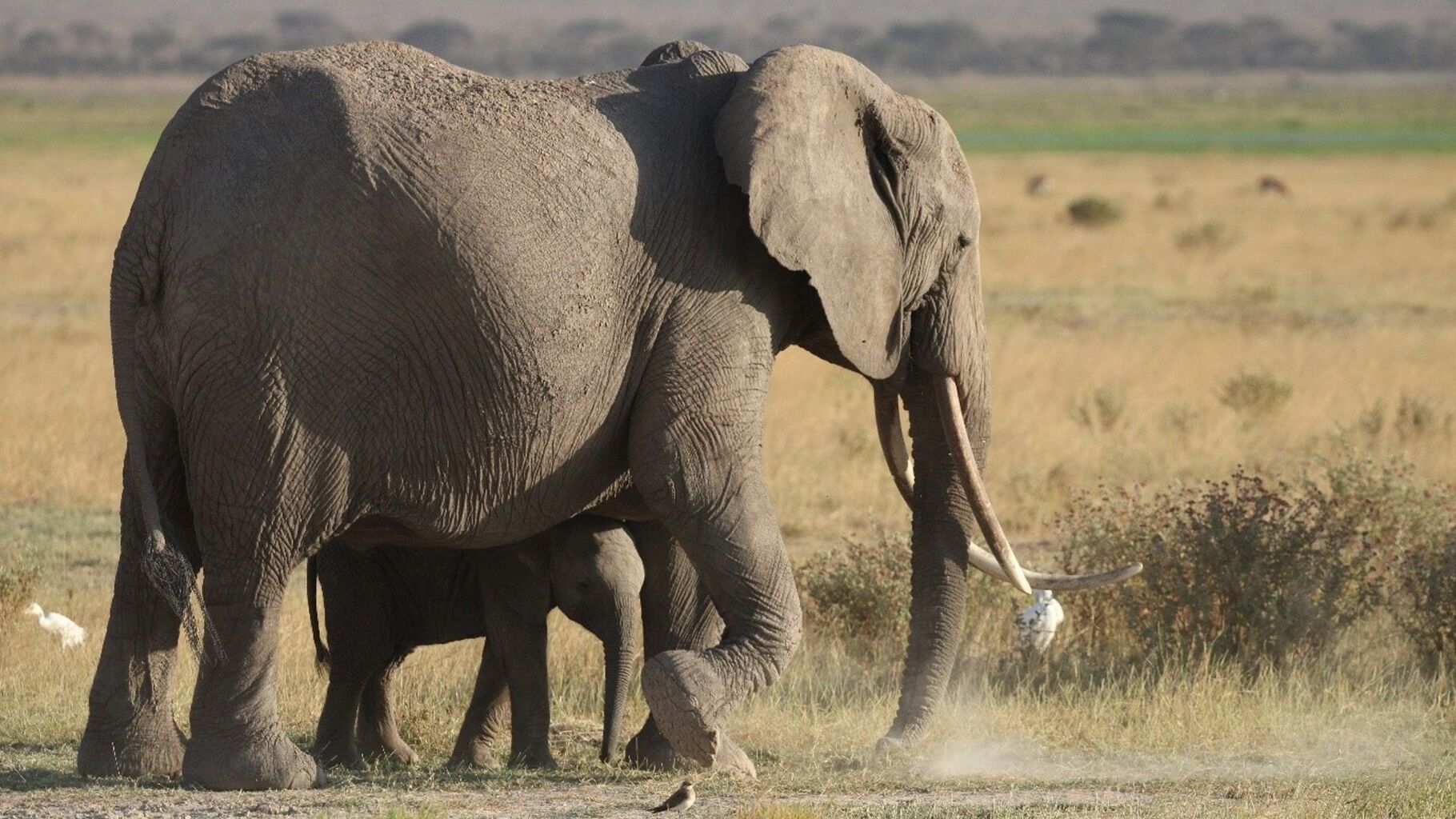 27 fantastic facts about elephants