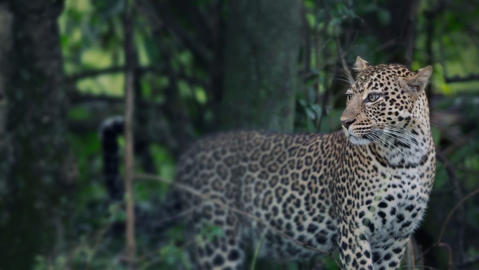 23 fun facts about leopards