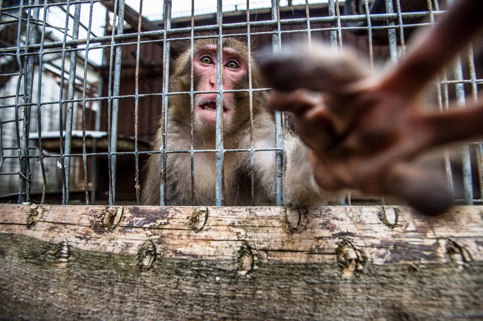 REPORT SOCIAL MEDIA ANIMAL ABUSE