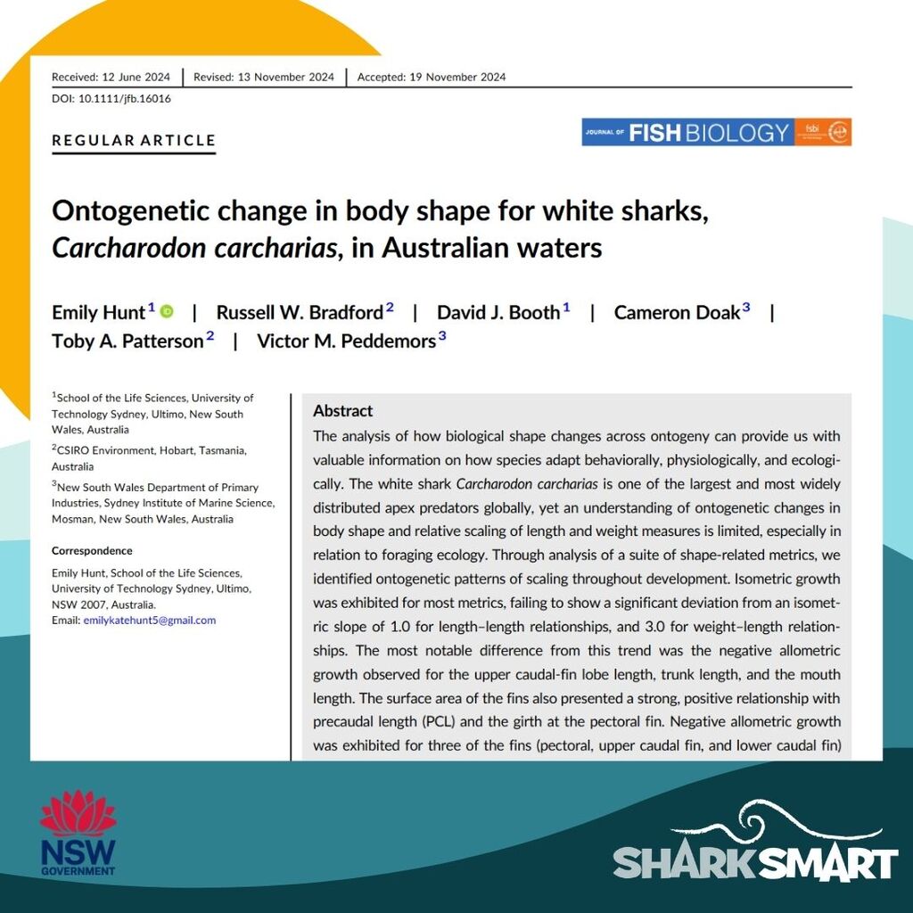 Ontogenetic change in body shape for white sharks