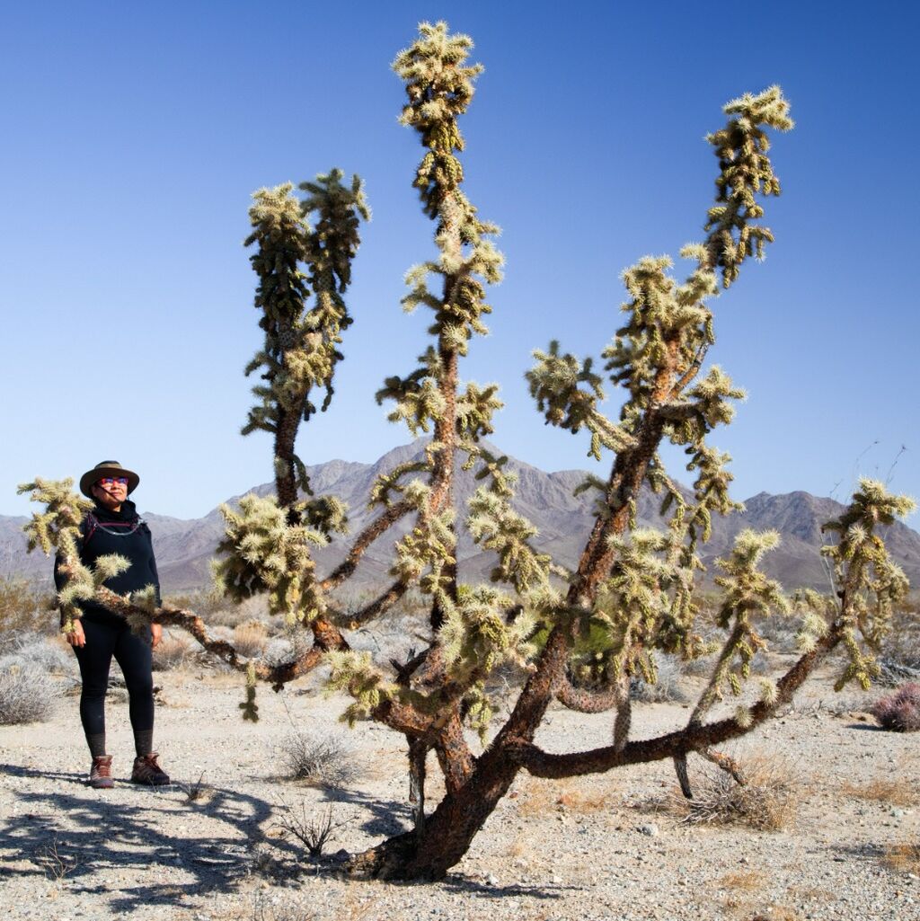 Endemic plants in Chuckwalla National Monument