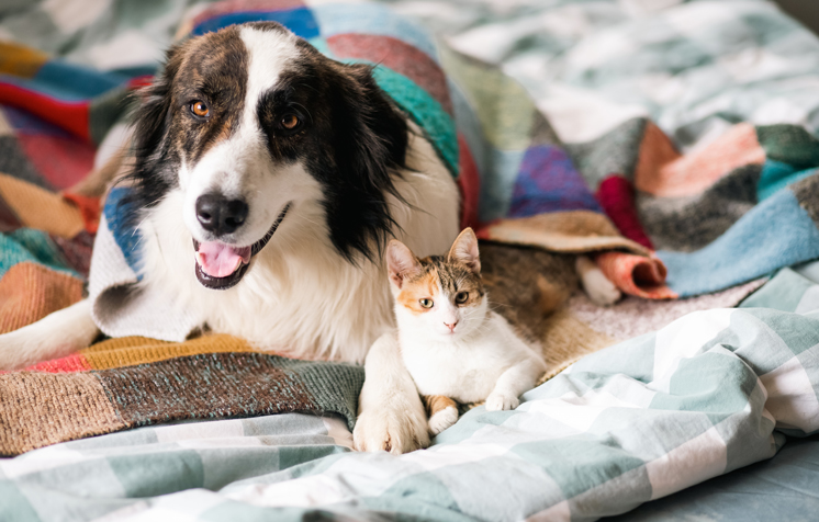 Pets and Divorce: What Happens to Your Fur Babies in Illinois?