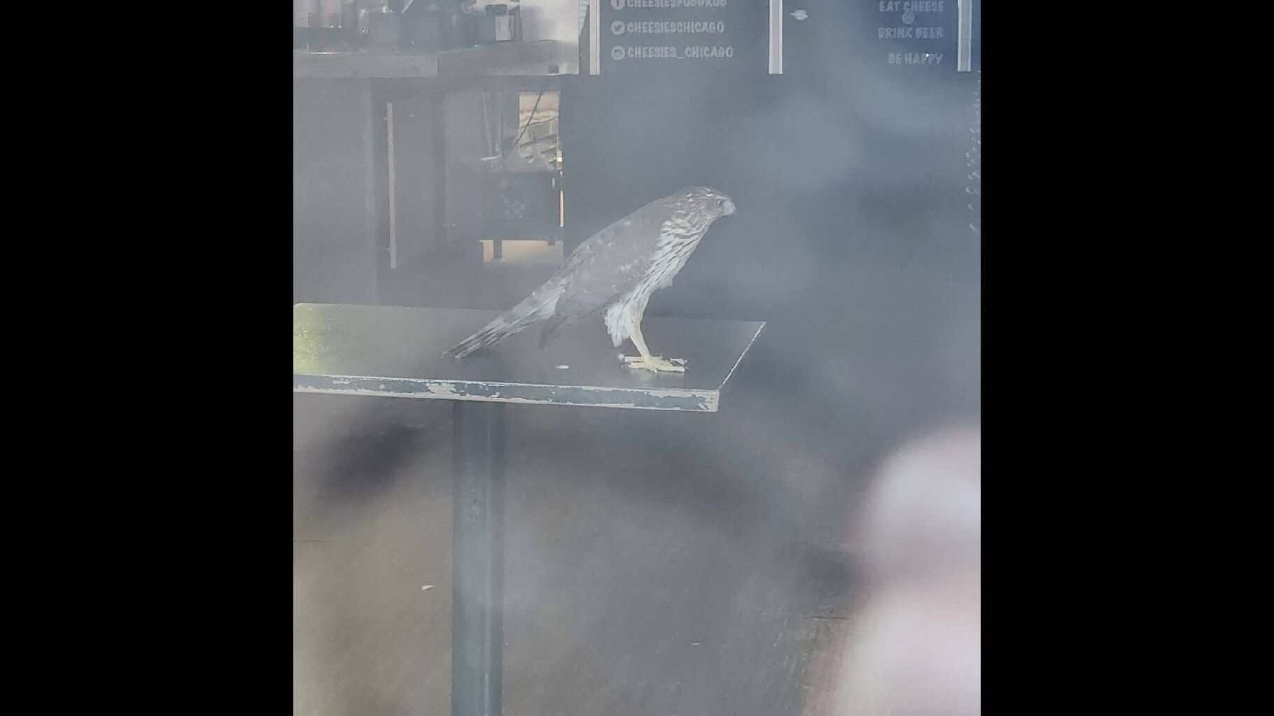 Lakeview restaurant gets an unexpected winged visitor Thursday morning