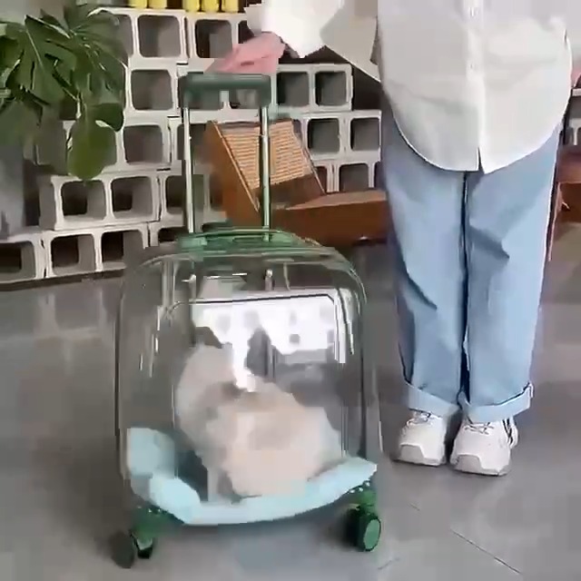Bag for cats and dogs