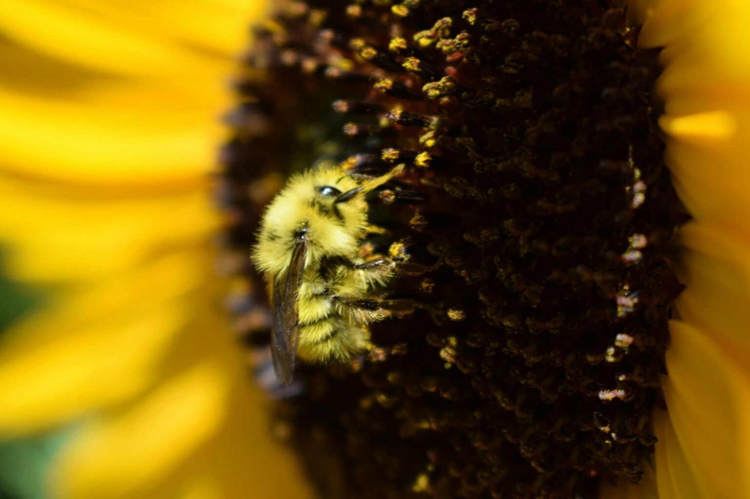 Benefits of Insects on Farms
