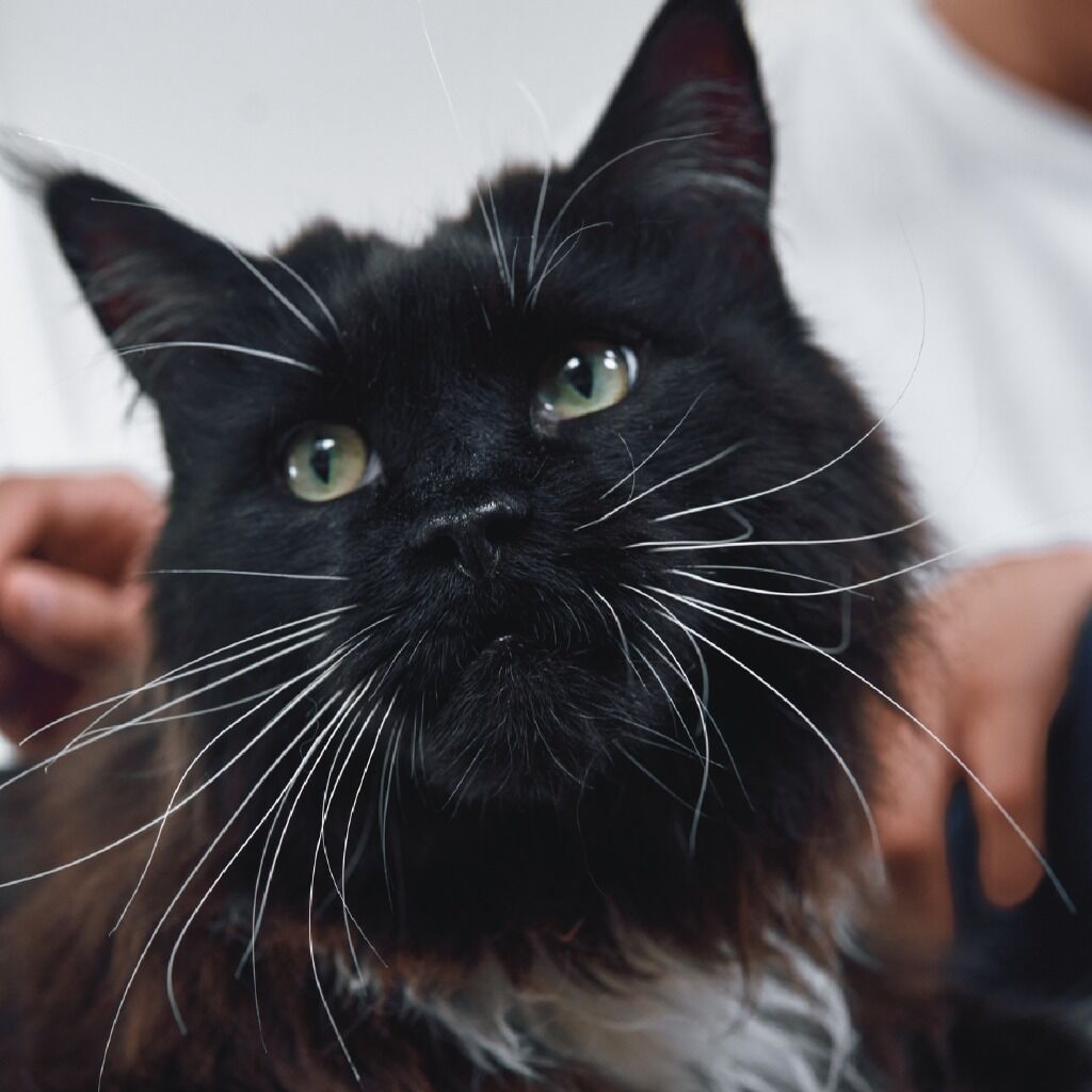 Diabetes en gatos: c&oacute;mo detectarla y tratarla.