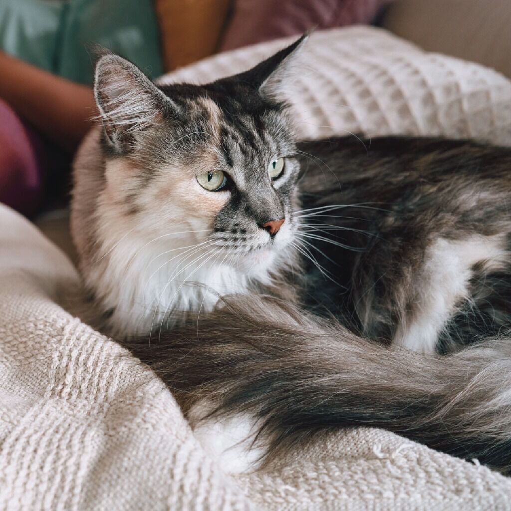 Vacunaci&oacute;n en gatos: 10 cosas que debes saber