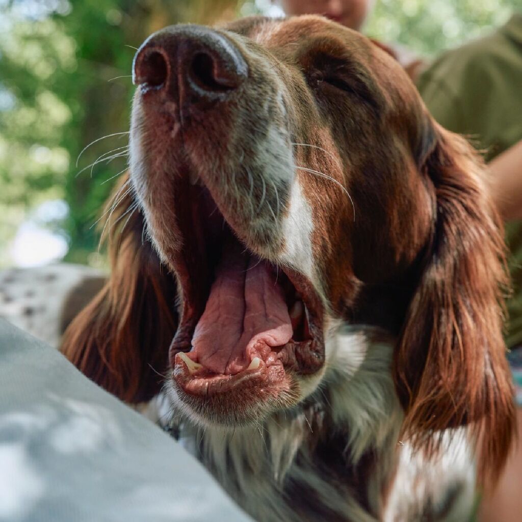 Descubre c&oacute;mo proteger a tu perro del Gusano del coraz&oacute;n