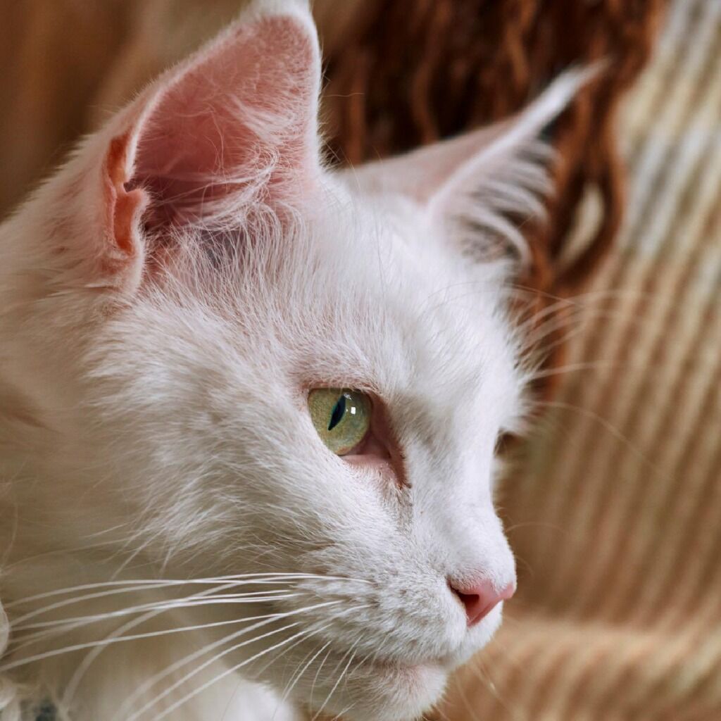 &iquest;C&oacute;mo mantener a tu gato a salvo de pulgas?