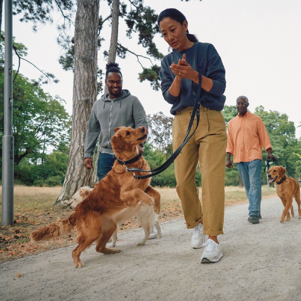 Conoce las distintas etapas de la vida de tu perro