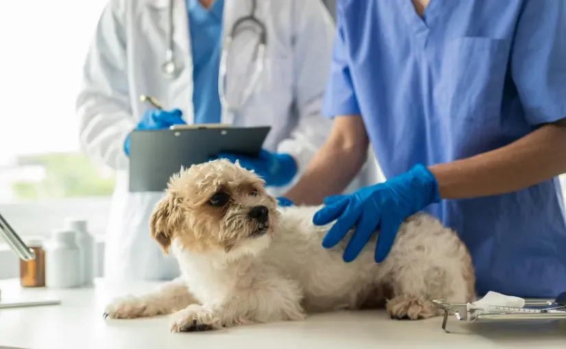 Vieworks integra X Caliber en su software para un diagn&oacute;stico veterinario asistido por IA