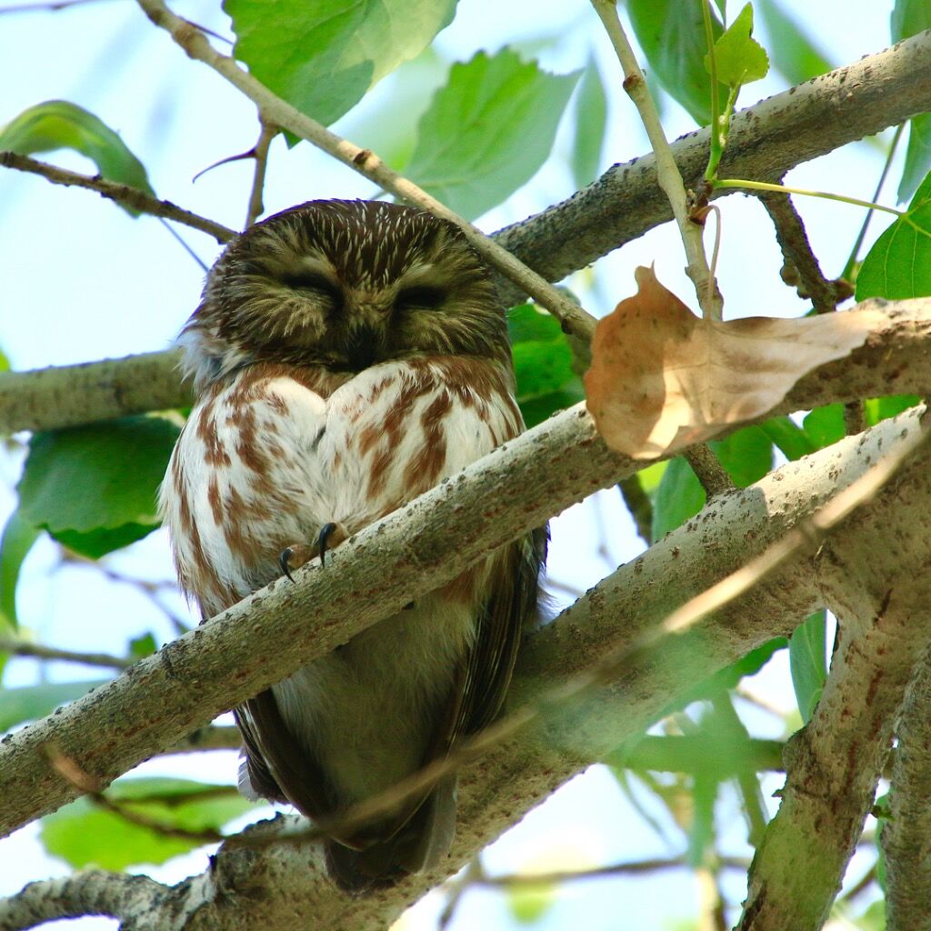 Birding at the Riparian Preserve