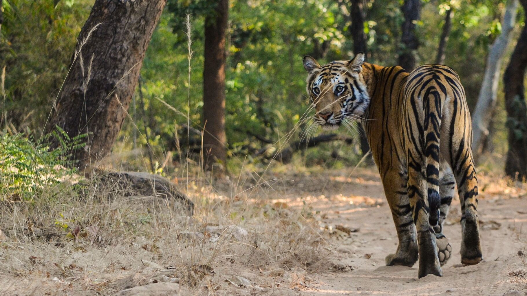 SLTP: Working together to protect India&rsquo;s tigers