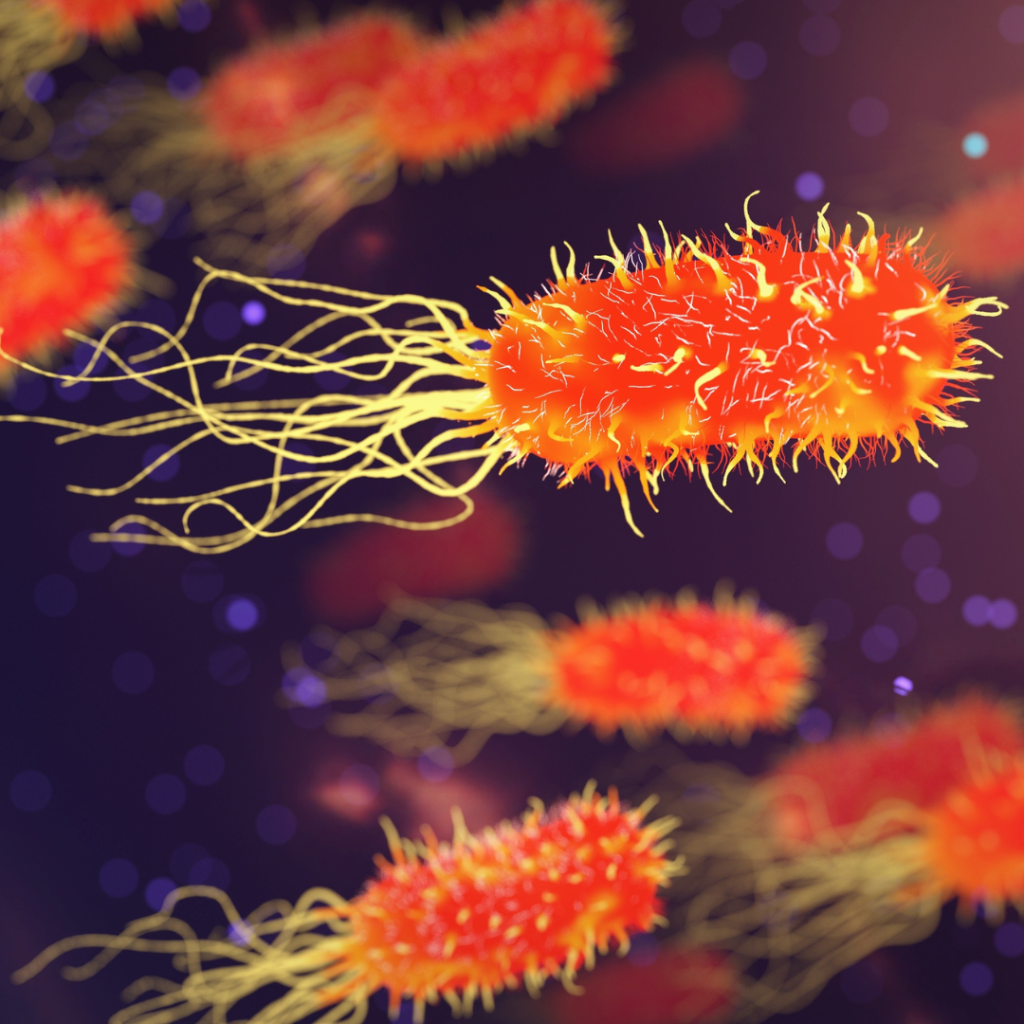 Bacteria: helping life after death