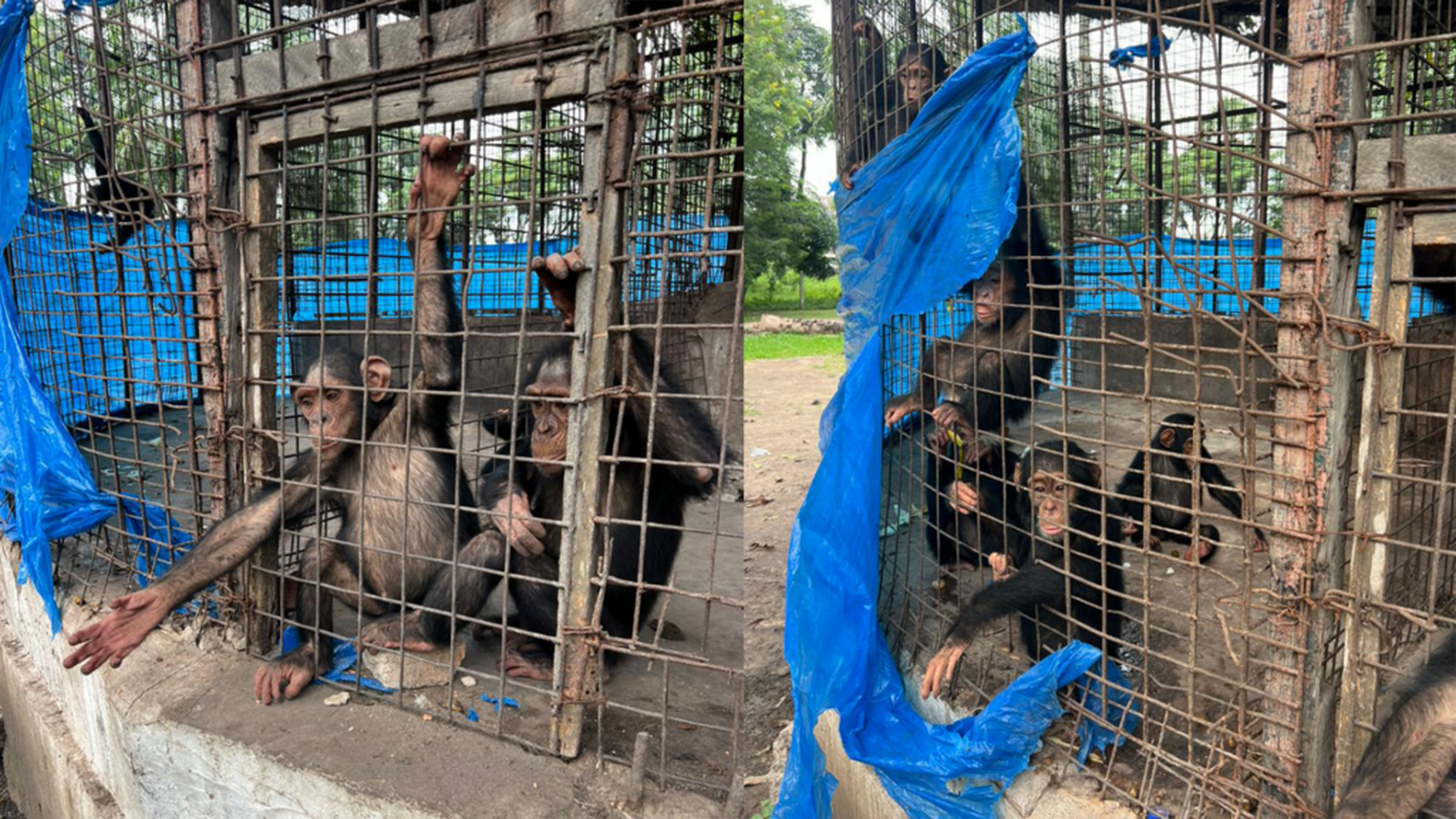 Shocking conditions for rescued chimps in DRC