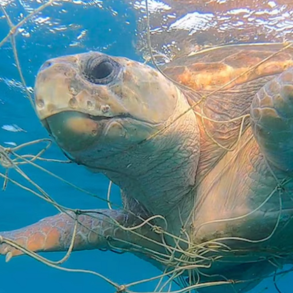 ban shark nets in nsw