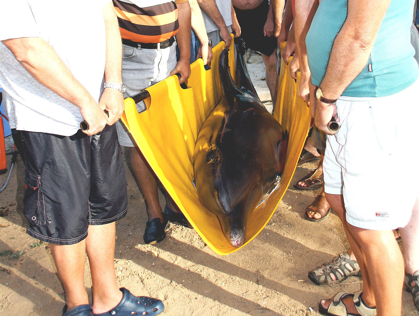 Dolphin Rescue & Release