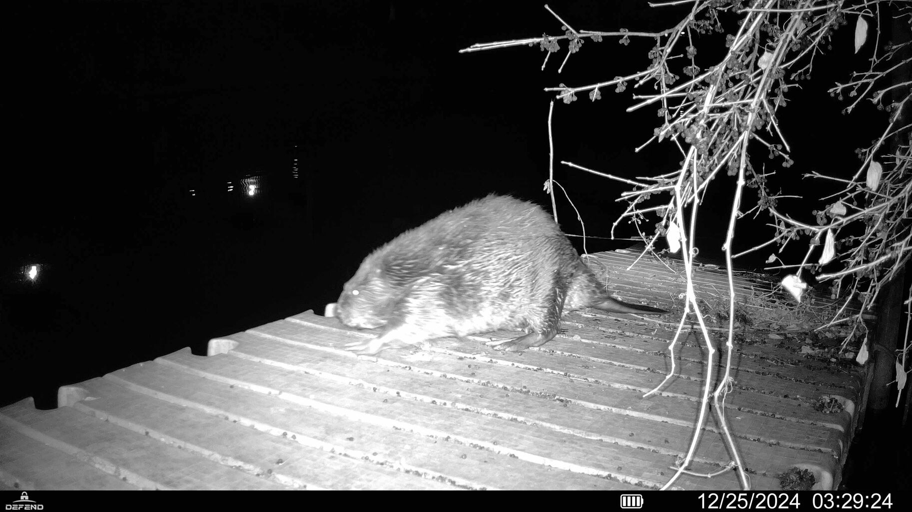 Meet the Chicago River&rsquo;s latest star: a big beaver