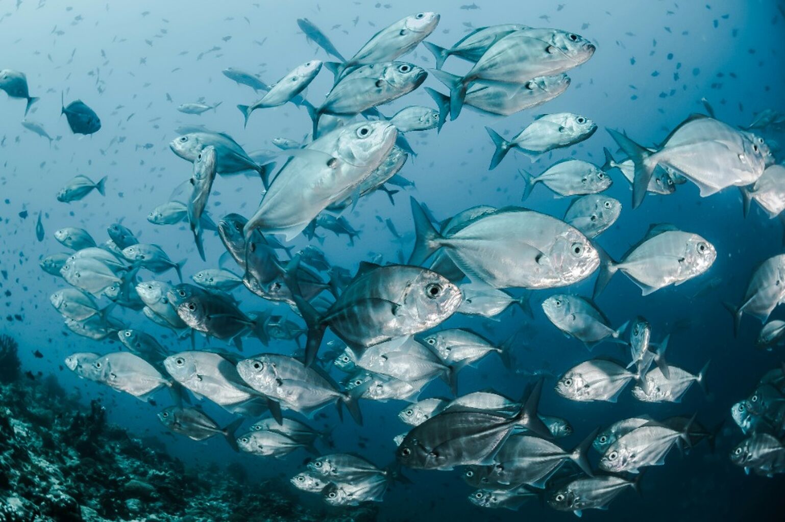 Fish aggregating devices