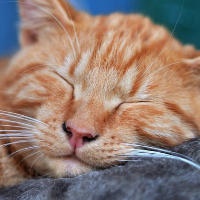 Why should I have my cat desexed?