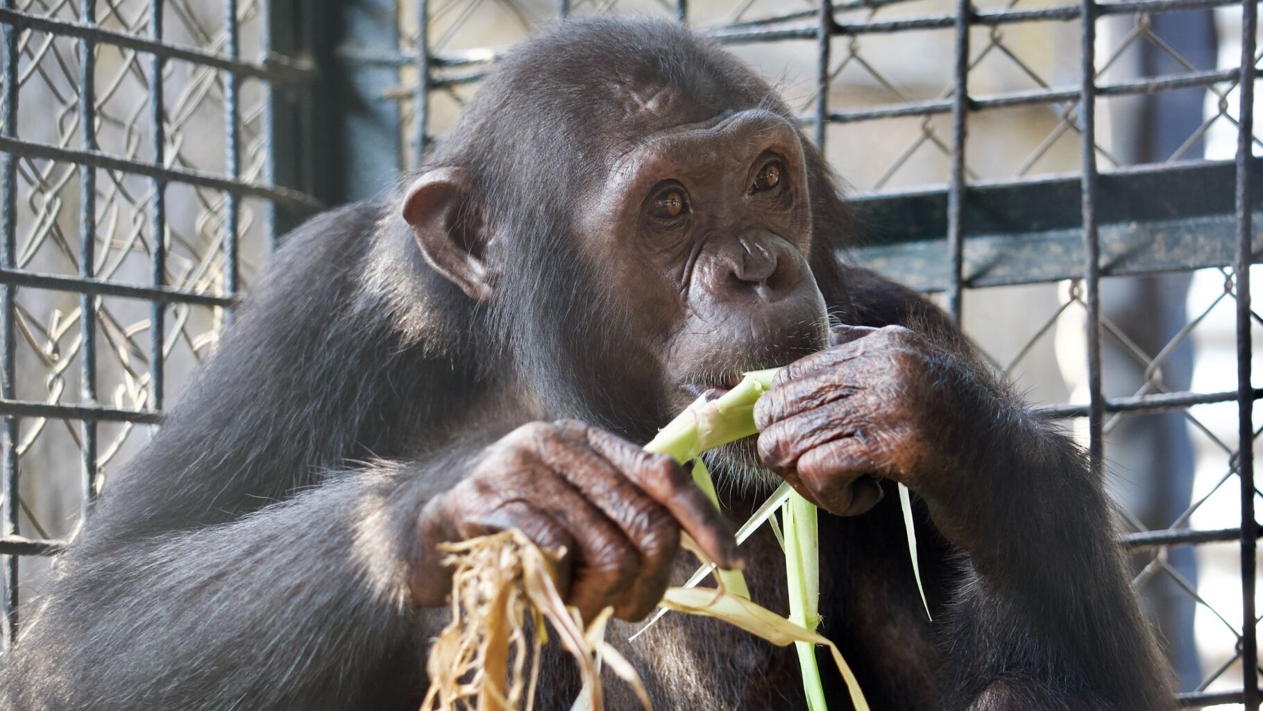 Badly injured chimp needs specialist care