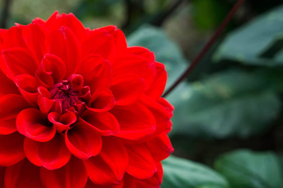 Distribution gratuite de bulbes de Dahlias Olympiques par la Mairie du 11&egrave;me