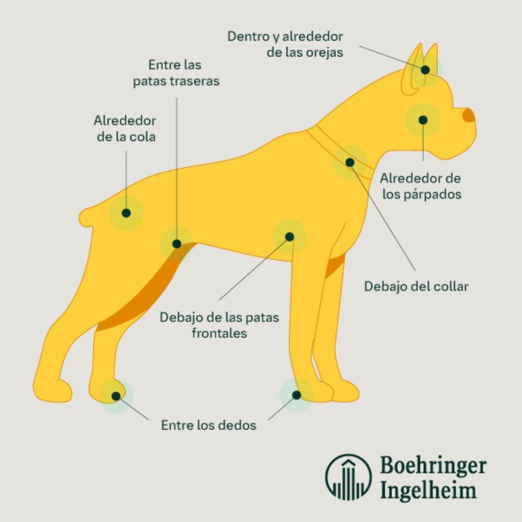 &iquest;D&oacute;nde buscar garrapatas en tu perro?
