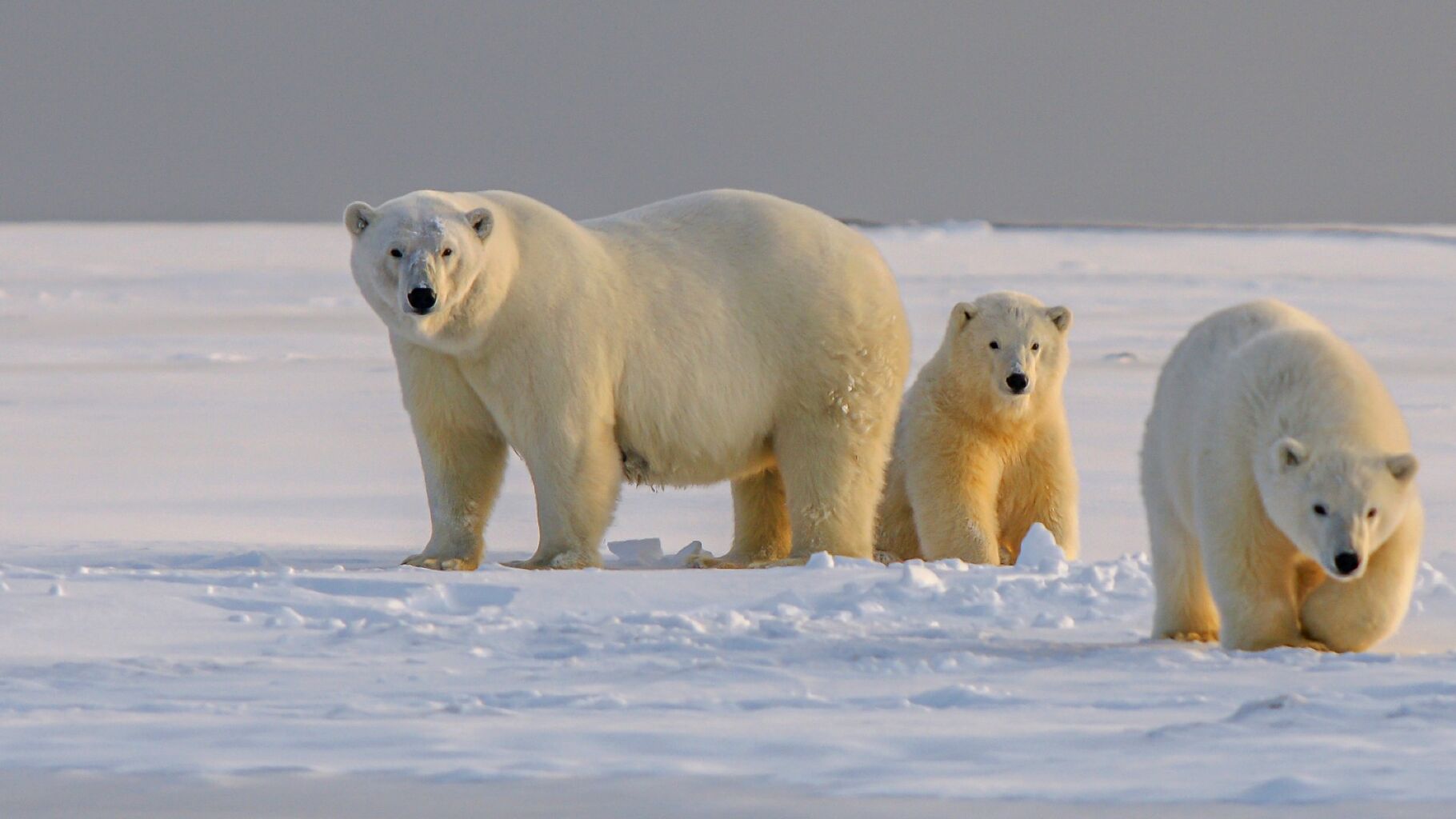 Everything you need to know about polar bears