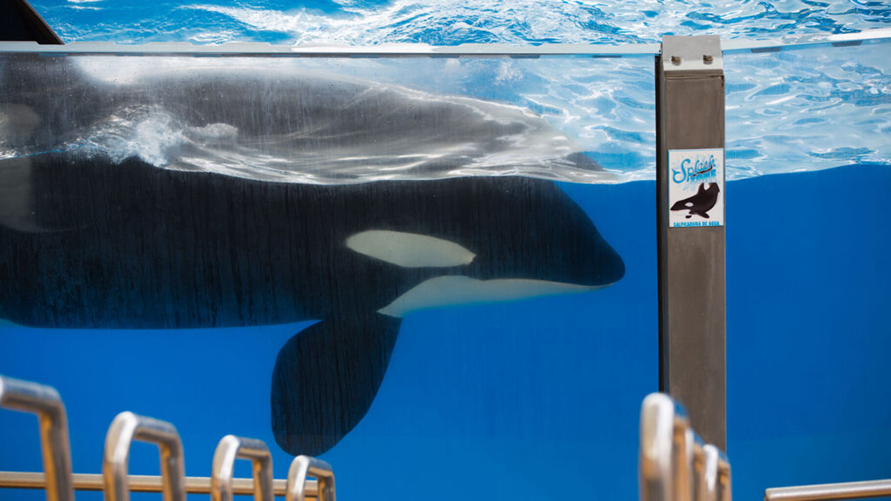 Lone female orca in Loro Parque pregnant again