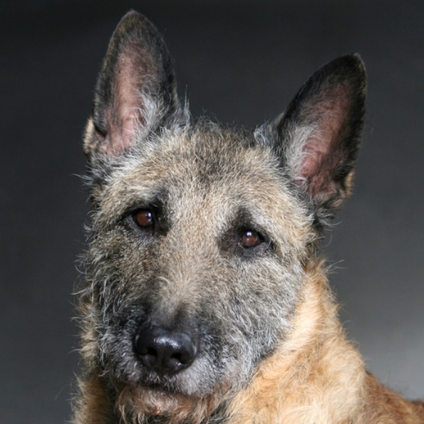 Laeken.dog