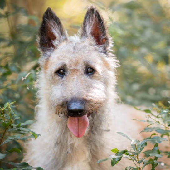 AKC Breed Standard