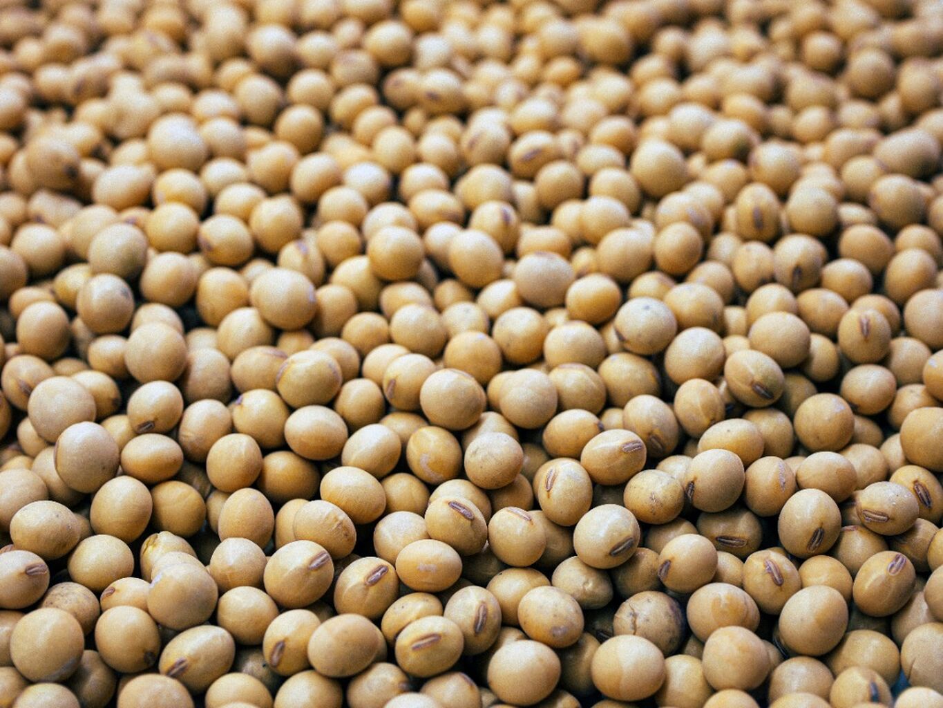 Sustainable soybean farming