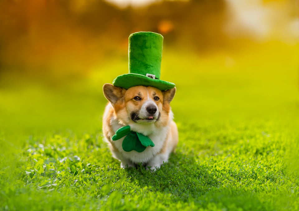 Charleston St. Patrick's Day | Andy Bovender Team