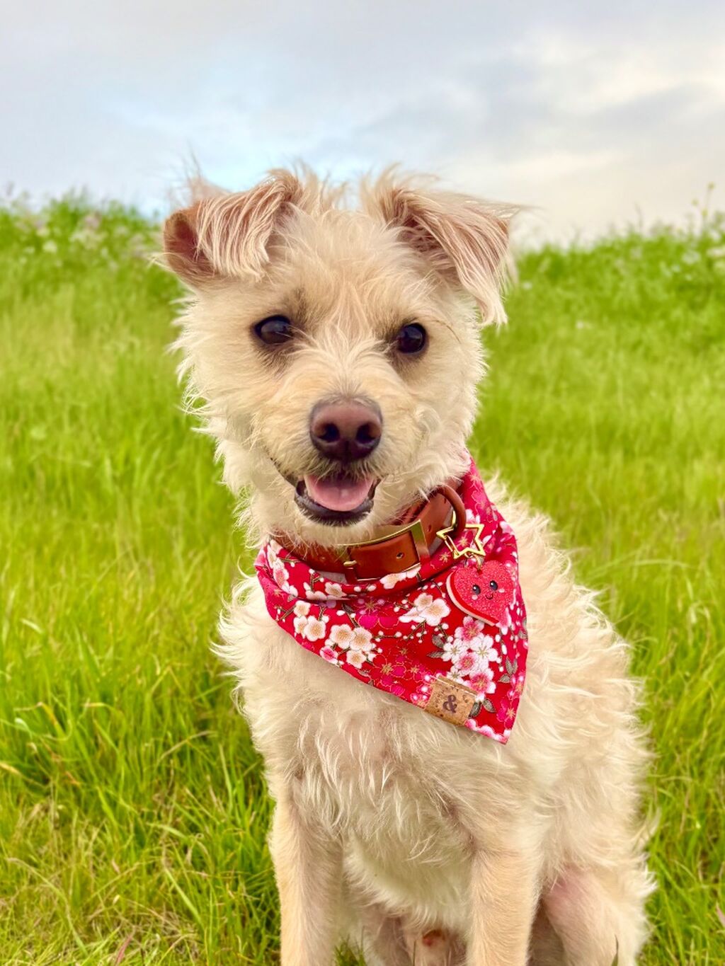 💐Douglas10💐 for 10% off dog bandana from AndMutts.Co 🥰🩷