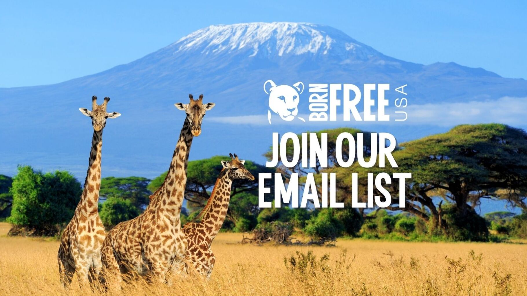 TAKE ACTION: Join Our Wildlife Alert Team!