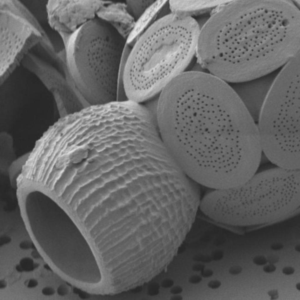 Edinburgh Science Festival: Nature&rsquo;s Architecture