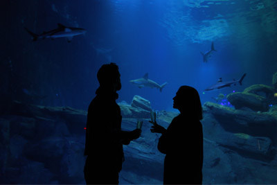 Soir&eacute;es insolites &agrave; l&rsquo;Aquarium de Paris avec champagne &agrave; 21 &euro; au lieu de 30,50 &euro;