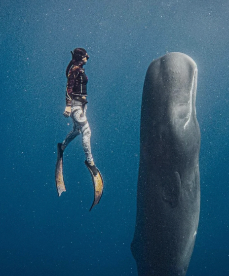 Swimming with the Whales & Marine Safari &ndash; Secret Bay