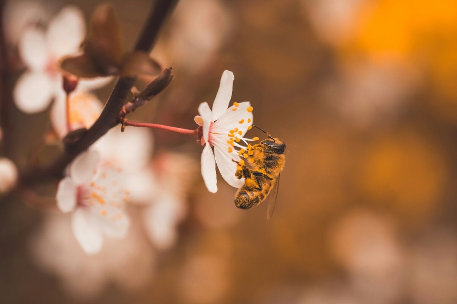 Forest Bee Conservation
